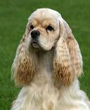 American Cocker Spaniel